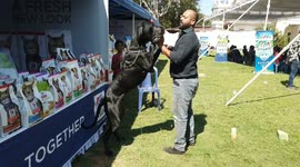 The Grand All Breeds Dog Show held in southern India