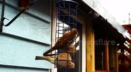 Very Rare House Sparrows Visit Our Garden