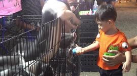 A little boy feeds some hungry pigs with a bottle of milk, at a temple fair in Thailand.