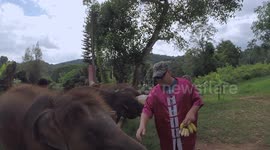 Feeding Baby Elephants in Thailand