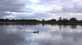 Swans and ducks race across a lake to get some evening dinner.