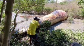 Locals stunned by 40ft long whale carcass washed ashore from the Gulf of Thailand