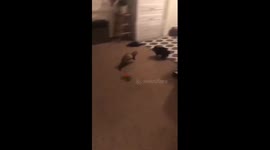 Cat, ferret and bunny make for three adorable playmates