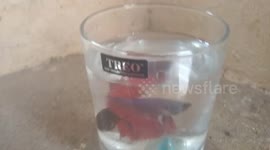 Fighter fish