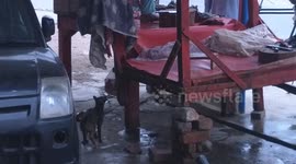 Cat steals meat