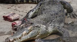 Ferocious crocodiles eat meat