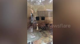 Zoo sparks outrage with sick stunt putting piglets in the tiger enclosure in Thailand