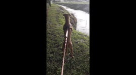 Miami dog squares up with giant iguana ahead of super bowl weekend