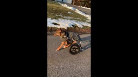 Disabled foster dog who suffers from spine problems learns to walk in wheelchair after having acid poured on him