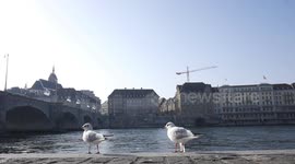 Seagulls enjoy the sun in the banks of Rhine River in Basel, Switzerland.