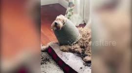 Dog goes viral after being caught red-handed with basket stuck on head surrounded by pile of soil