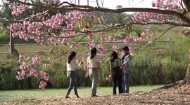 Students enjoy unseasonal cherry blossom on university trees in Bangkok