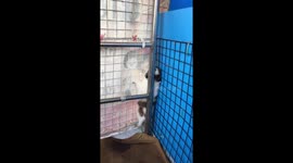 Clever pet puppy shimmies up the side of its pen to escape