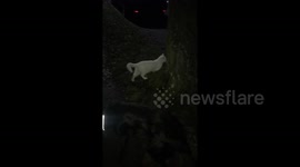 Cat participating in taking his Doggy brother for a walk