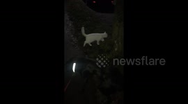 Excited cat in Yorkshire participates in taking his doggy brother for a walk
