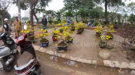 Traditional Lunar New Year In Vietnam - Flower Market