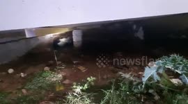 Dog with head stuck in plastic container rescued in eastern India