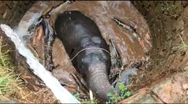 Elephant floats to freedom after falling down 25-foot-well in northeast India