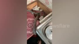 King cobra freed after getting stuck in Thai family's kitchen sink