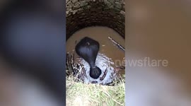 Elephant floats to freedom after falling down 25-foot-well in northeast India