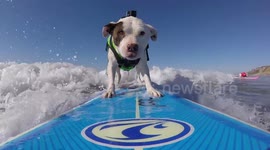 This daring pitbull loves getting her adrenaline fix by surfing off California's coast