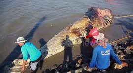 Buddhist monks perform religious rites for 40ft long whale which washes up on coast of Thailand