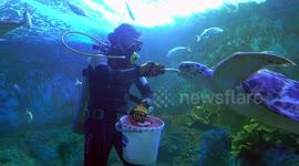 Divers feeding turtles and fish at Chiangmai Aquarium in the world's longest tunnel