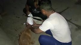 Risky operation as two men use large saw to rescue stray dog with head stuck in plastic container in western India