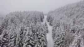 Snow On Forest Trees LIike Sugar Coating - Drone View