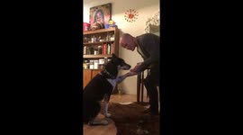 Meet Luna: 2-year-old foster dog who never had a home blossoms with the help of love and affection