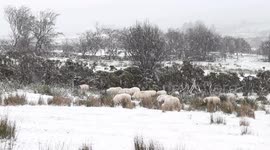 First snowfall of the year in Northern Ireland leaves forest covered