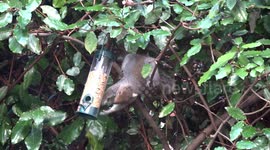 Cheeky squirrel steals seeds from a bird feeder in Birmingham, UK