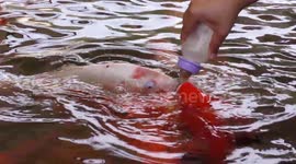 Colourful koi carp being fed milk from baby bottles in Thailand