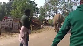 Wild elephant causes panic among villagers, tranquillized in eastern India