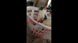 Super Cute Video of a Rabbit and a Cat Eating Together