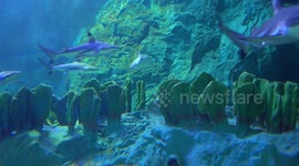 Blacktip reef sharks at Chiangmai Zoo Aquarium in northern Thailand