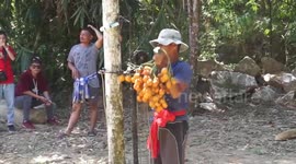 Thai student invents machine to harvest nuts from the top of Areca palm trees
