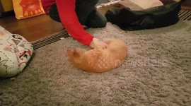 Playtime with virtually blind cat