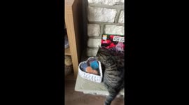 Cat chewing advent calendar
