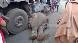 Elephant tragically dies after truck crash in east India