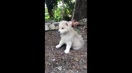 husky baby loves to run out side