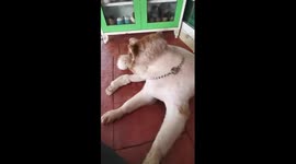 crazy husky