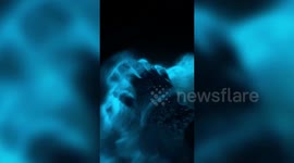 Otherworldly algae makes Aussie photographer's hand glow bright blue
