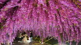 Beautiful flower tunnel at a flower festival in Vietnam Is the Most Magical Place