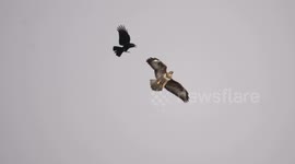 Clever Crows Chase Away Predatory Buzzard