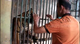 This zoo keeper played with sumatran tiger with love in Indonesia