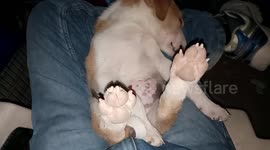 What a funny sleeping style of my dog