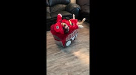Why Bulldogs Cannot Be Firefighters