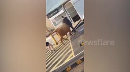 Escaped cow captured in McDonald's car park in Australia