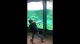 Cute footage shows lively penguin and five-year-old boy play 'tag' at zoo